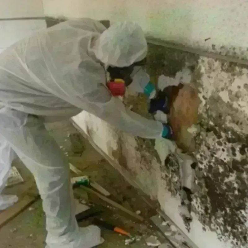 Mold Remediation and Removal in Paris, AR